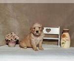 Puppy Porsche Golden Retriever
