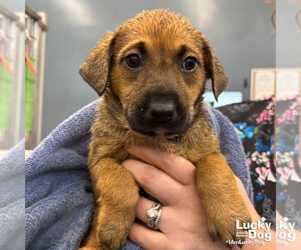 Medium Photo #2 Retriever -Unknown Mix Puppy For Sale in Washington, DC, USA