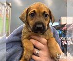 Small #1 Retriever  Mix