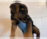 Small German Shepherd Dog Mix