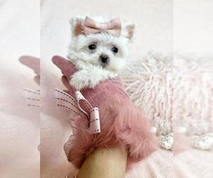 Maltese Puppy for sale in TAMPA, FL, USA