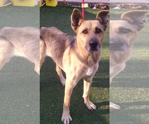 Noel - Female German Shepherd Dog-Unknown Mix Dog for Adoption - Photo #2