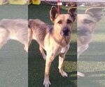Small #1 German Shepherd Dog Mix