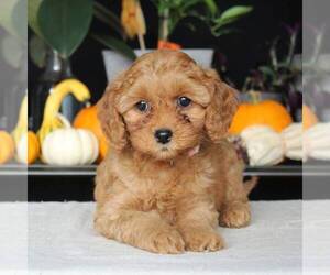 Cavapoo Puppy for sale in AUGUSTA, WV, USA