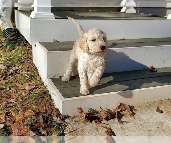 Medium Photo #10 Goldendoodle Puppy For Sale in ATHENS, GA, USA