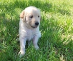 Small #23 English Cream Golden Retriever