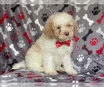 Small Photo #18 Poodle (Miniature) Puppy For Sale in LAKELAND, FL, USA