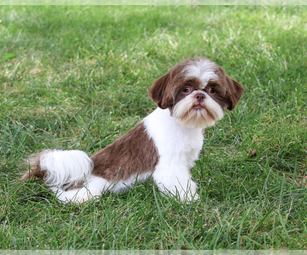 Medium Photo #3 Shih Tzu Puppy For Sale in SYRACUSE, IN, USA
