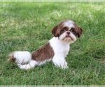 Small #2 Shih Tzu