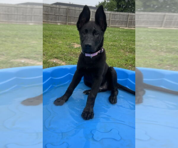 Medium Photo #4 Labrador Retriever-Unknown Mix Puppy For Sale in Aurora, IN, USA