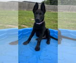 Small #3 Labrador Retriever Mix