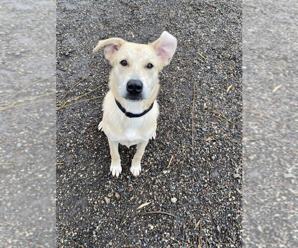 Medium Photo #2 Mutt Puppy For Sale in Elmsford, NY, USA