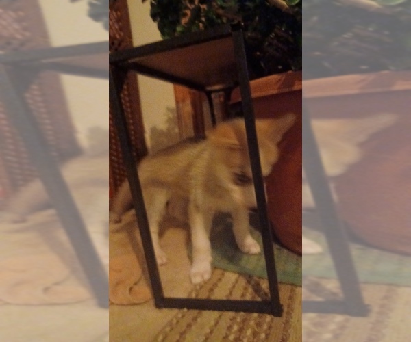 Medium Photo #7 Gerberian Shepsky Puppy For Sale in EDMORE, MI, USA