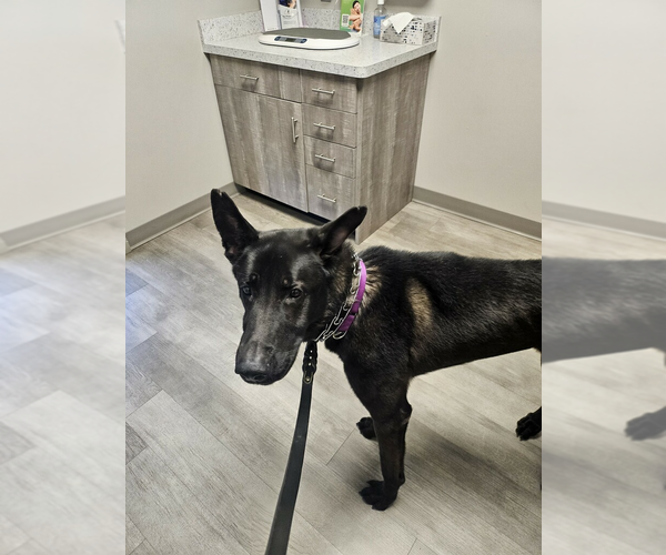 Medium Photo #3 Mutt Puppy For Sale in Imlay City, MI, USA