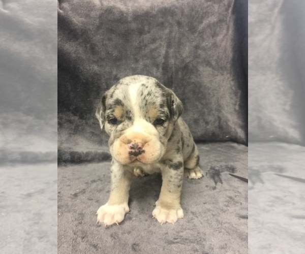 Medium Photo #2 Olde English Bulldogge Puppy For Sale in CHETEK, WI, USA