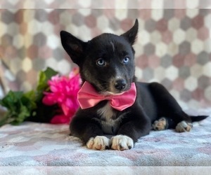 Pomsky Puppy for sale in LANCASTER, PA, USA