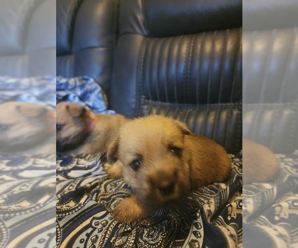 Medium Photo #1 Cairn Terrier Puppy For Sale in DAYTONA BEACH, FL, USA