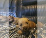 Small Photo #1 Cairn Terrier Puppy For Sale in DAYTONA BEACH, FL, USA