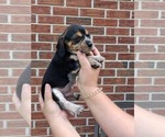 Small #20 Beagle