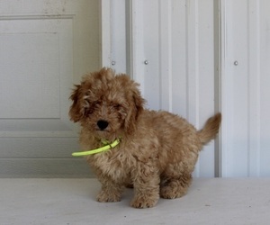 Goldendoodle (Miniature) Puppy for sale in FREDERICKSBURG, OH, USA