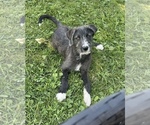 Puppy Freckles Aussiedoodle-Australian Cattle Dog Mix
