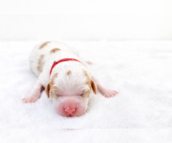 Medium Photo #1 Goldendoodle Puppy For Sale in LAFAYETTE, LA, USA