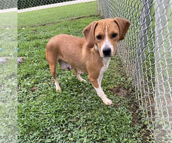 Medium Photo #7 Beagle-Unknown Mix Puppy For Sale in Dunnellon, FL, USA
