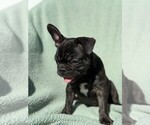 Small Photo #13 Faux Frenchbo Bulldog-French Bulldog Mix Puppy For Sale in MOUNDRIDGE, KS, USA