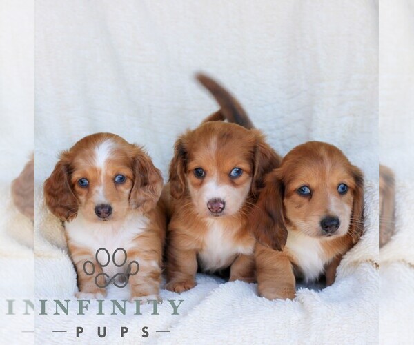 Medium Photo #3 Dachshund Puppy For Sale in EPHRATA, PA, USA