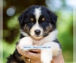 Puppy Darwin Australian Shepherd