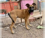 Small #4 Great Dane Mix