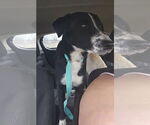 Small #5 Labrador Retriever Mix
