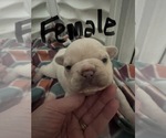 Small Photo #3 French Bulldog Puppy For Sale in COCHRAN, GA, USA