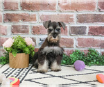 Small #3 Schnauzer (Miniature)