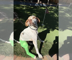 Pointer Dogs for adoption in Fremont, CA, USA