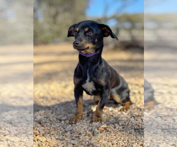 Medium Photo #4 Doxie-Pin Puppy For Sale in PIPE CREEK, TX, USA