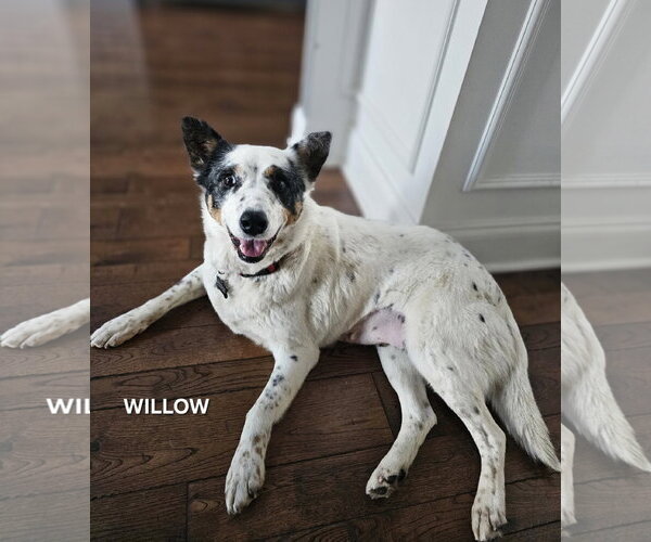 Medium Photo #3 Mutt Puppy For Sale in Garden City, NY, USA