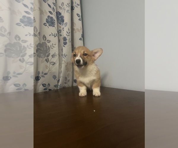 Medium Photo #53 Pembroke Welsh Corgi Puppy For Sale in DURHAM, CT, USA