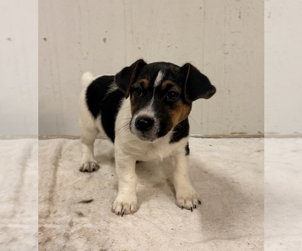 Medium Photo #10 Jack Russell Terrier Puppy For Sale in FREEMAN, MO, USA