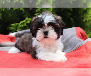 Shih Tzu Puppy for sale in SHILOH, OH, USA