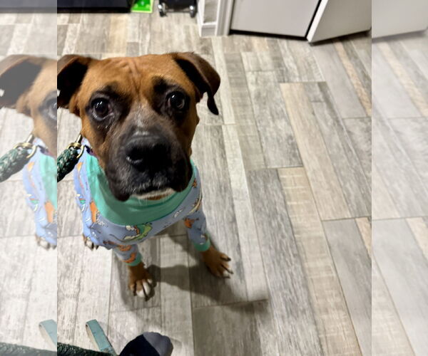 Medium Photo #3 Boxer Puppy For Sale in  Katy, TX, USA