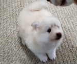 Puppy 4 Pomsky
