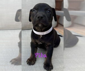 American Pit Bull Terrier-Unknown Mix Dogs for adoption in Mission Viejo, CA, USA