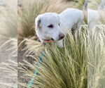 Small #4 Anatolian Shepherd-Great Pyrenees Mix