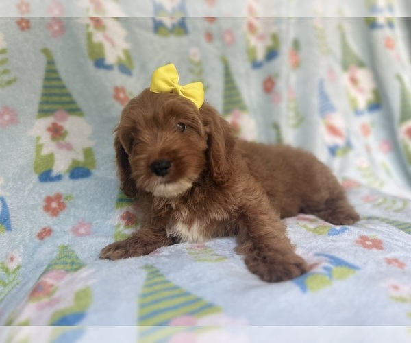 Medium Photo #4 Cock-A-Poo Puppy For Sale in LAKELAND, FL, USA