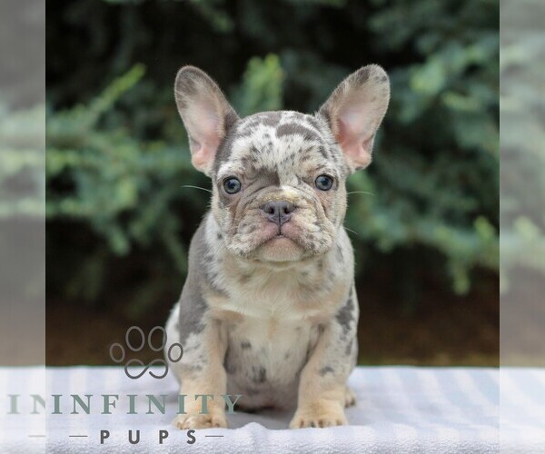 Medium Photo #1 French Bulldog Puppy For Sale in EAST EARL, PA, USA