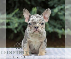French Bulldog Puppy for sale in EAST EARL, PA, USA