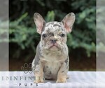 Small French Bulldog