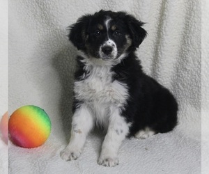 Medium Australian Shepherd