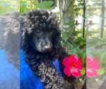 Small Photo #5 Poodle (Miniature) Puppy For Sale in DENVER, CO, USA